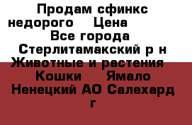 Продам сфинкс недорого  › Цена ­ 1 000 - Все города, Стерлитамакский р-н Животные и растения » Кошки   . Ямало-Ненецкий АО,Салехард г.